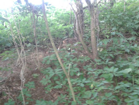 Skvelé maskovanie /srnčiatko je v strede fotografie/